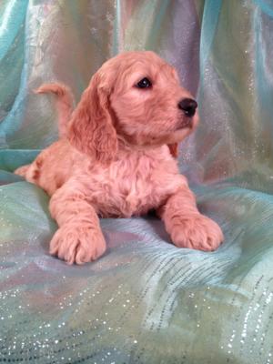 Puppies for sale Male Goldendoodle #7 DOB 12-23-13 Ready February 2014|Goldendoodles for less than Most Goldendoodle Breeders in California, Maine, New Hampshire, Nevada, and North Carolina.